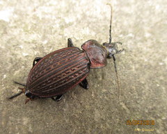 Carabus ulrichii