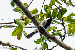 Parus minor commixtus
