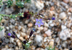 Gilia sinuata