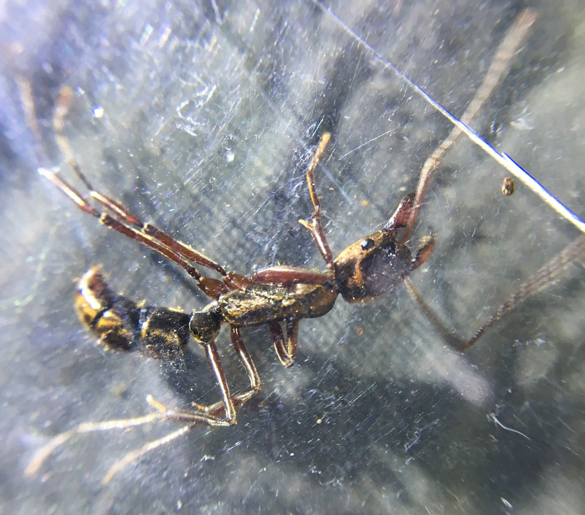 Neoponera