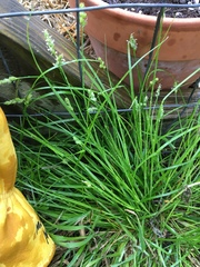 Carex planostachys