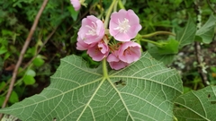 Dombeya burgessiae
