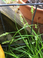 Carex planostachys