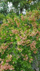 Combretum vendae