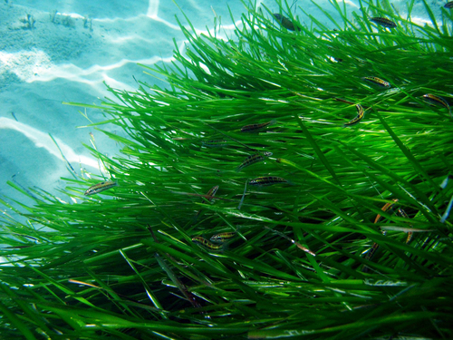 Neptune Grass