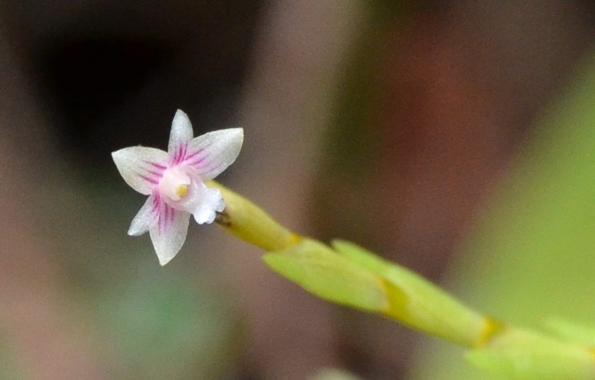 Dendrobium rhodostele Ridl.