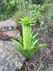 Eucomis autumnalis
