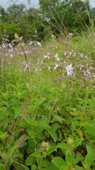 Syncolostemon petiolatus
