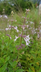 Syncolostemon petiolatus
