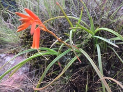 Aloe soutpansbergensis