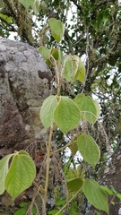 Dioscorea dregeana