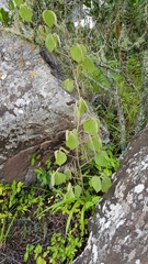 Dioscorea dregeana