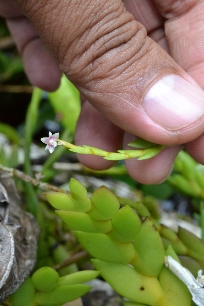 Dendrobium rhodostele Ridl. 2