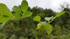 Vangueria macrocalyx