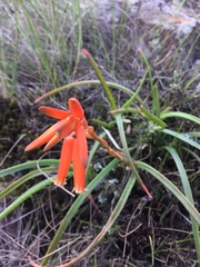 Aloe soutpansbergensis