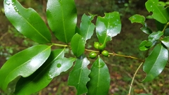 Tricalysia capensis