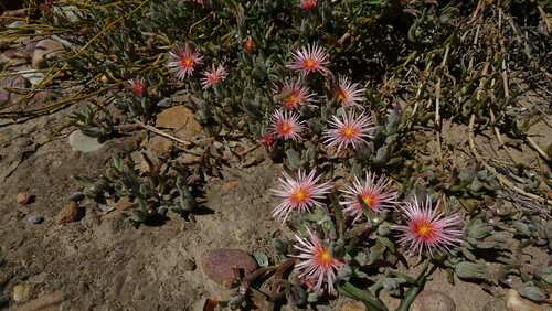Gross Dropfig (Mesembryanthemum grossum)