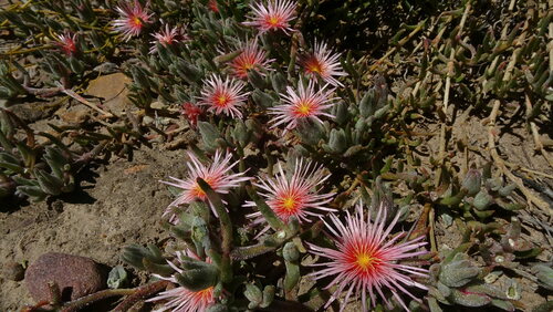 Image of Mesembryanthemum grossum by (c) Paul Emms, some rights reserved (CC BY-SA)
