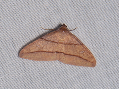 Heterolocha declinata