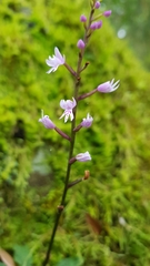 Stenoglottis