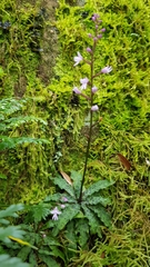 Stenoglottis