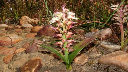 Cape Winelands Viooltjie (Lachenalia stayneri)
