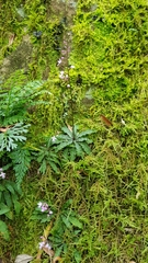 Stenoglottis