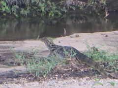 Varanus salvator