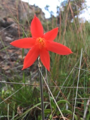 Cyrtanthus thorncroftii