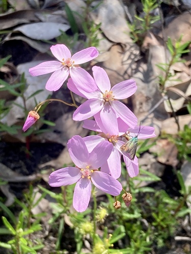 Drosera marchantii
