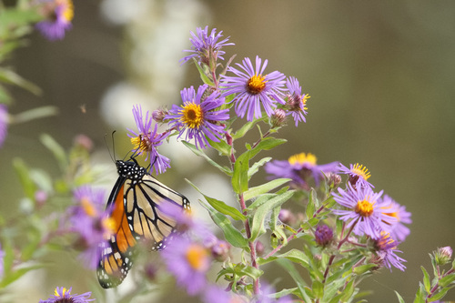 Symphyotrichum novae-angliae