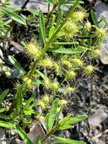 Drosera marchantii