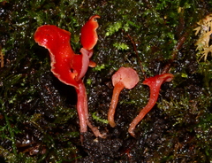 Image of Hygrocybe aphylla