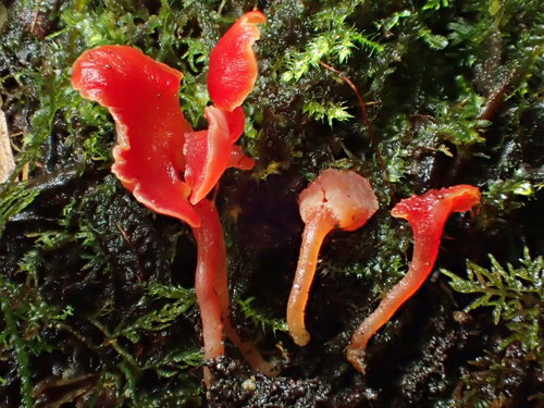 Hygrocybe aphylla image