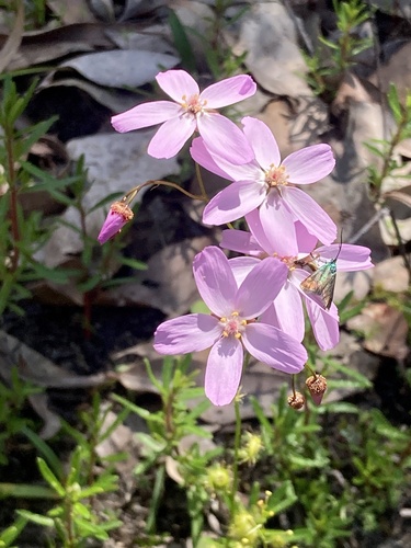 Drosera marchantii