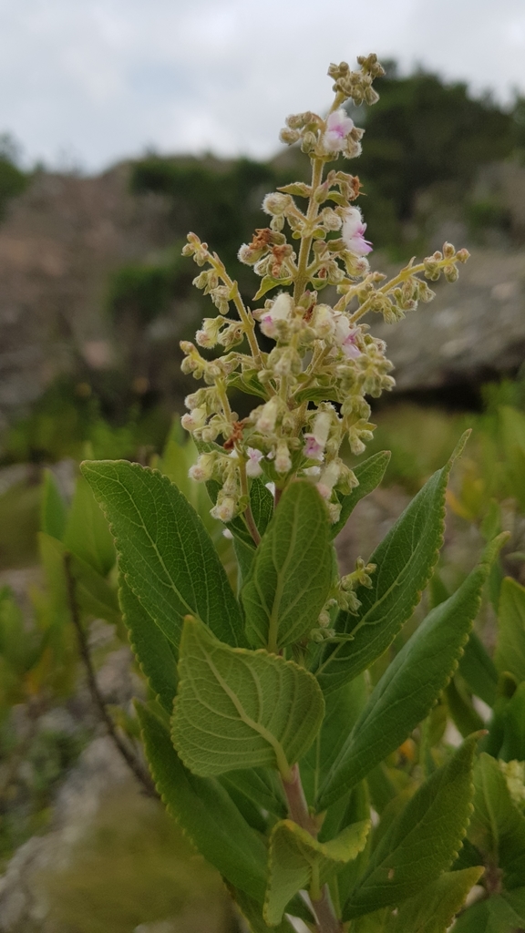 Soutpansberg Flybush