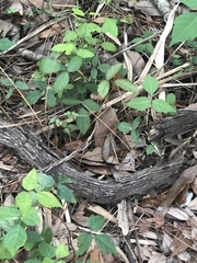 Toxicodendron radicans image