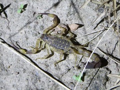 Lychas mucronatus