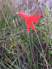 Cyrtanthus thorncroftii