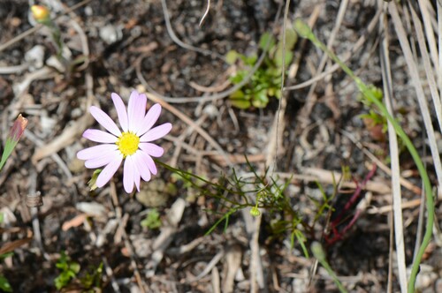 Brachycome multifide 2