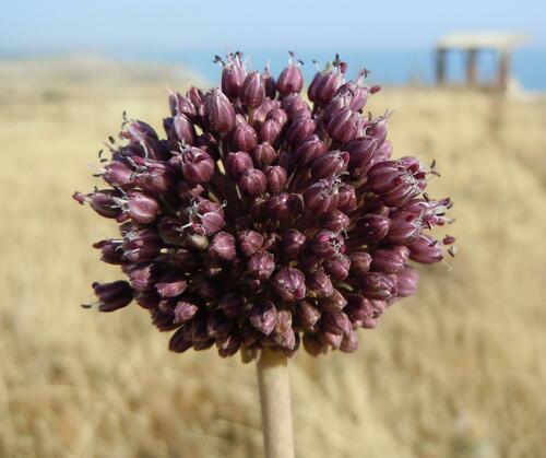 Allium ampeloprasum iNat (3)