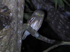 Glaucidium cuculoides