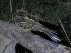 Caprimulgus asiaticus