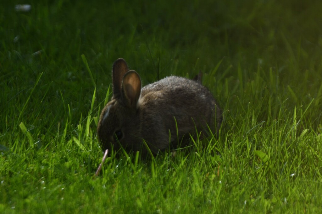 European Rabbit from Durham, UK on May 11, 2023 at 0341 PM by Kian