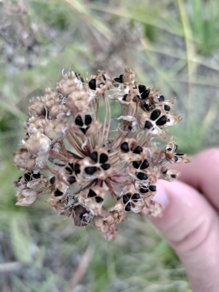 Allium cernuum, Irving Park East, Chicago, IL 60618, USA
