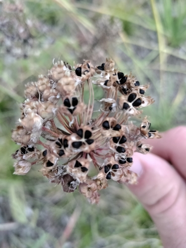 Allium cernuum