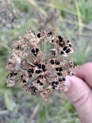 Allium cernuum