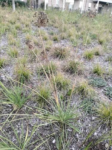 Allium cernuum