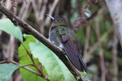 Haplophaedia aureliae