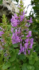 Thorncroftia succulenta